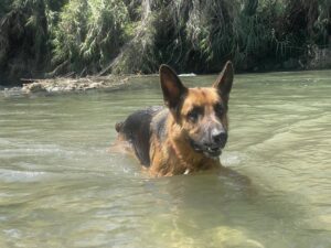 ALOHATURIA ALOJAMIENTO CON MASCOTAS VALENCIA PEDRALBA