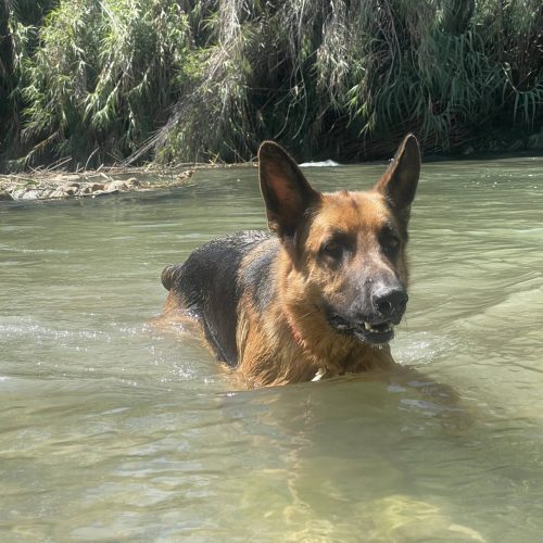 ALOHATURIA ALOJAMIENTO CON MASCOTAS VALENCIA PEDRALBA